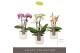 Phalaenopsis multiflora mix Optifriend mix 3spike in white Lazio 