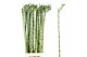 Dracaena lucky bamboo stem straight 90cm Straight 90cm Bucket 