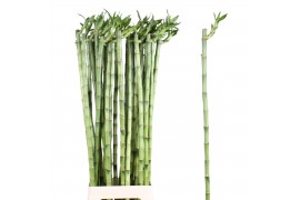 Dracaena lucky bamboo stem straight 90cm Stem Straight 90cm Bucket