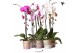Phalaenopsis elegant cascade 1 tak niagara fall mix kolibri orchids 