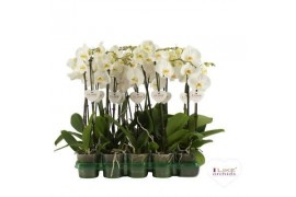Phalaenopsis wit / geel lip 2 tak 55cm