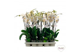 Phalaenopsis wit / geel lip 3 tak 65cm
