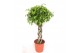 Ficus benjamina exotica koker stam,6 pp 