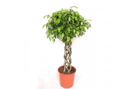 Ficus benjamina exotica koker stam,6 pp