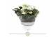Anthurium andr. white champion table schaal 