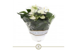 Anthurium andr. white champion table schaal