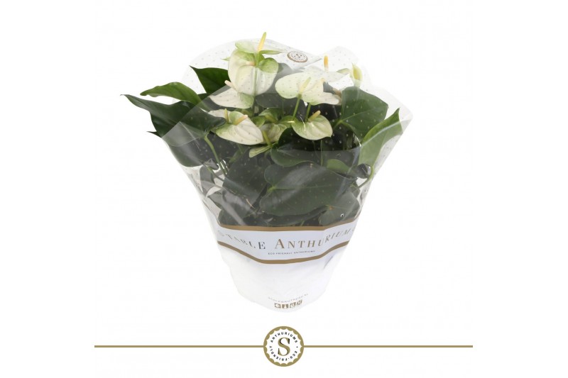 Anthurium andr. white champion table schaal 