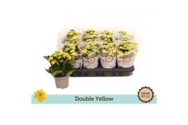 Kalanchoe bloss. rosalina amarillo yellow double yellow