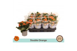 Kalanchoe bloss. demeter orange double orange