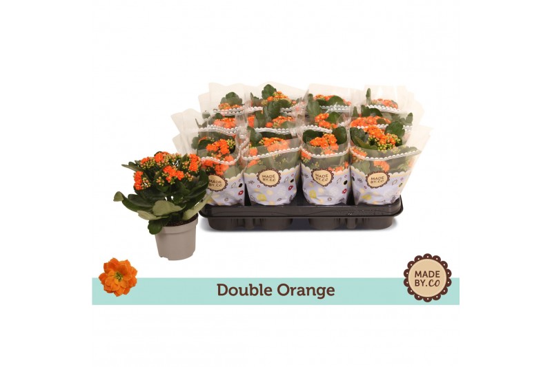 Kalanchoe bloss. demeter orange double orange 