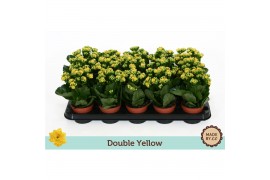 Kalanchoe bloss. rosalina amarillo yellow double yellow, zonder hoes