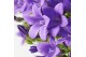 Campanula port. ambella purple Schaal paars 