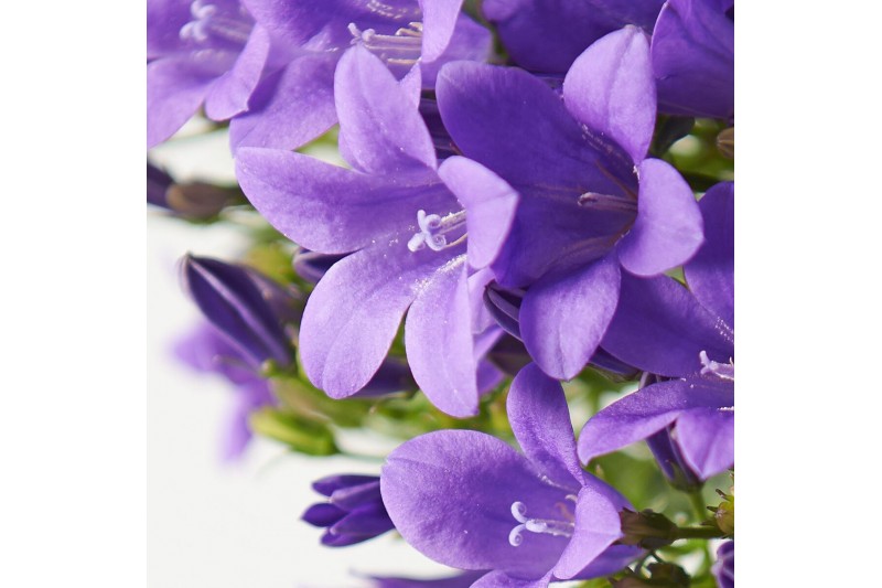 Campanula port. ambella purple Schaal paars 