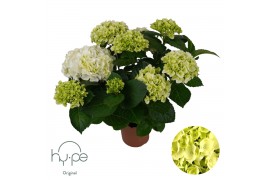 Hydrangea macr. Mophead White 7+ | Hy-pe