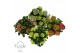 Hydrangea macrophylla mophead mix 10+ 