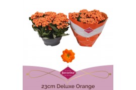 Kalanchoe rosalina demeter Favorita Double Orange