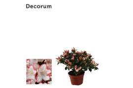 Rhododendron simsii sachsenstern Azalea Sachsenstern 9cm - Decorum