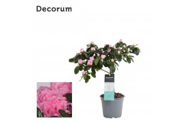 Rhododendron simsii hellmut vogel Azalea Roze Stam 12cm - Decorum