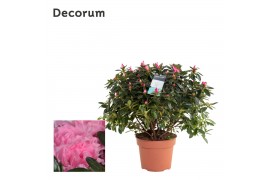 Rhododendron simsii hellmut vogel Azalea Roze 17cm - Decorum