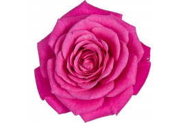 Rosa palace dark pink donker roze,donker roze