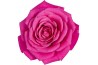 Rosa palace dark pink donker roze,donker roze