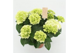 Hydrangea macr. schneeball 5/6 bloem