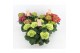 Hydrangea macr. mix pure 5/6 bloem 
