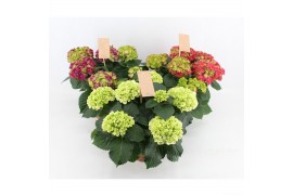 Hydrangea macr. mix pure 5/6 bloem