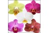 Phalaenopsis multiflora mix 2 tak authentic