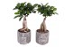 Ficus  microcarpa ginseng 9cm in 11cm Concrete Silver Buddha 
