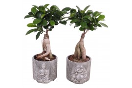 Ficus  microcarpa ginseng 9cm in 11cm Concrete Silver Buddha