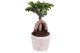 Ficus  microcarpa ginseng Rustic Touch 