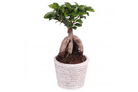 Ficus  microcarpa ginseng Rustic Touch