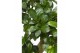 Ficus micr. ginseng Ficus m. Ginseng pot ø09cm in ø13cm Chinese Silver 