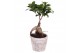 Ficus  microcarpa ginseng Rustic Touch 