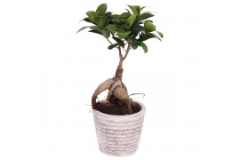 Ficus  microcarpa ginseng Rustic Touch