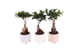 Ficus  microcarpa ginseng Soft Elegance