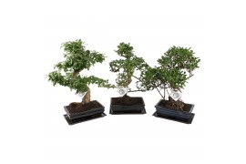 Bonsai mix in ceramic with saucer