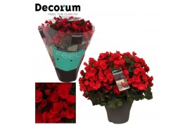 Begonia elatior en. betulia rood decorum,2 pp