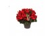 Begonia elatior en. betulia rood decorum,2 pp 