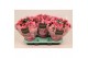 Begonia elatior en. betulia candy roze decorum,2 pp 