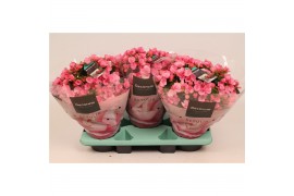 Begonia elatior en. betulia candy roze decorum,2 pp