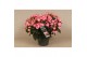 Begonia elatior en. betulia candy roze decorum,2 pp 