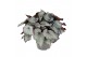 Begonia blad rex hawaiian silver beleaf must have 