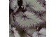 Begonia blad rex hawaiian silver beleaf must have 