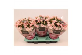 Begonia elatior en. betulia licht roze decorum