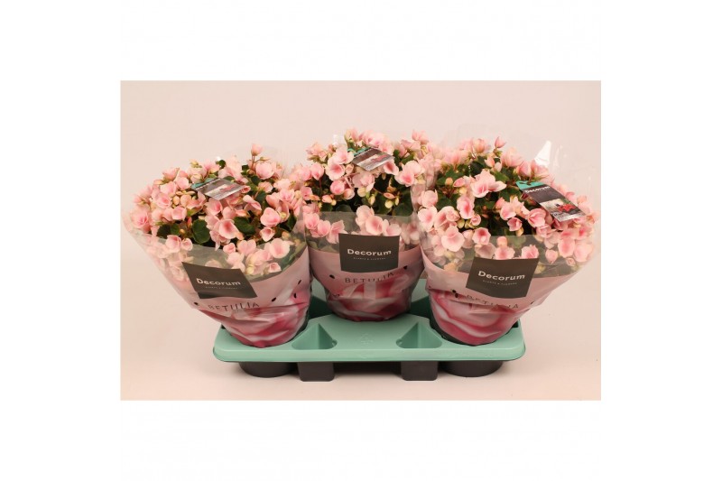 Begonia elatior en. betulia licht roze decorum 