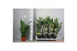 Spathiphyllum sweet chico 5+ bloem - Concorde hoes