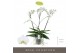 Phalaenopsis theatro classico 3 tak 