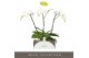 Phalaenopsis theatro classico 3 tak 